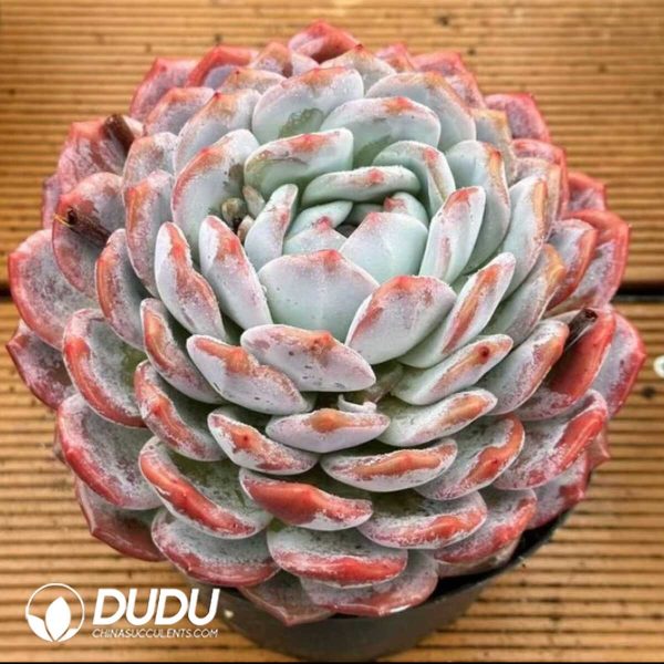 Echeveria Big MAC Sugar Heart Snow Angel - Image 2