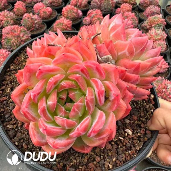 Echeveria Hongluan Double Heads - Image 2