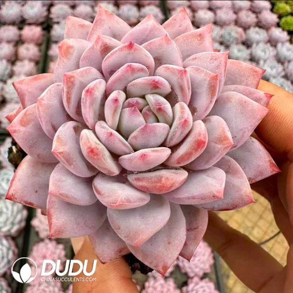 Echeveria Star Orange - Image 2