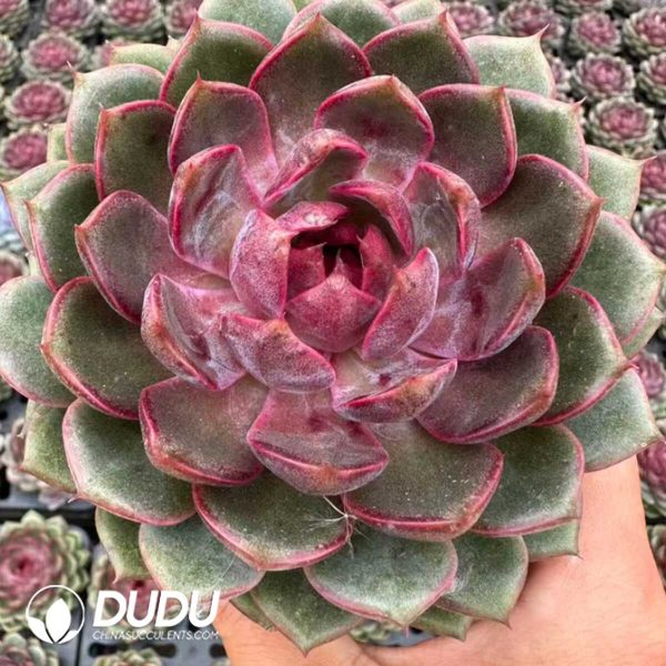 Echeveria Blueberry - Image 2