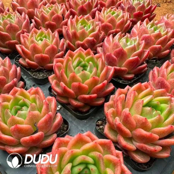 Echeveria Quantum Star Orange - Image 2