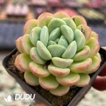 Echeveria Powder Puff - Image 2