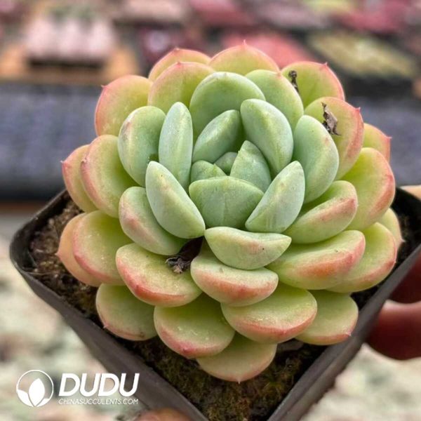 Echeveria Powder Puff - Image 2