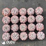 Echeveria Orange Monroe - Image 2