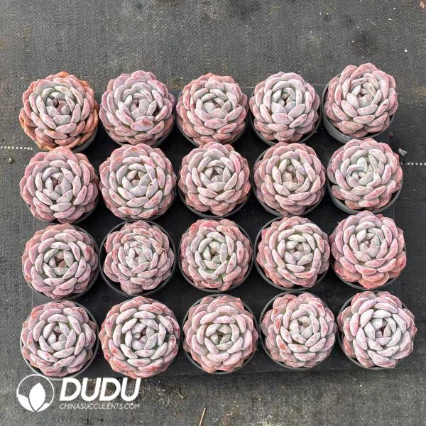 Echeveria Orange Monroe - Image 2