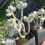 Cotyledon Orbiculata cv. Clustering - Image 2