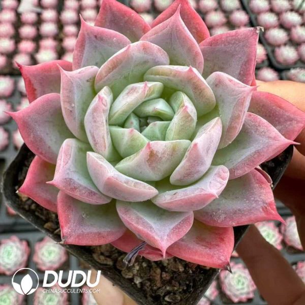 Echeveria Zhiruo - Image 2