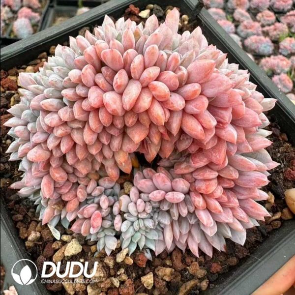 Echeveria Orange Cristata - Image 2