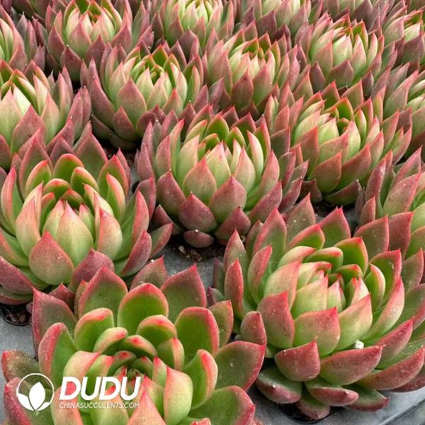 Echeveria Shakyamuni - Image 2