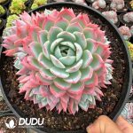 Echeveria Qianqian Clustering - Image 2