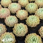 Echeveria Lan Guifang - Image 2