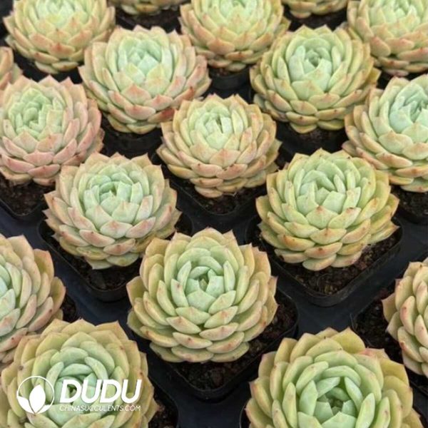 Echeveria Lan Guifang - Image 2