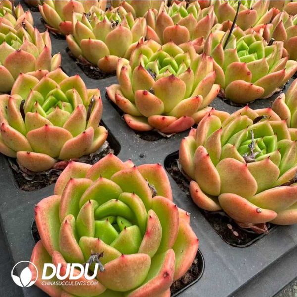 Echeveria Lemon Summer - Image 2