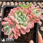 Echeveria Half Moon Bay 3+ Heads Clustering - Image 2