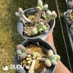 Pachyphytum Apple Beauty Clustering - Image 2