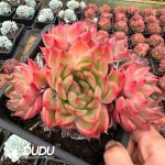 Echeveria Pineapple Orange - Image 2