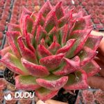 Echeveria Hongzuan - Image 2