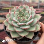 Echeveria Tingyu - Image 2