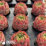 Echeveria Dai Yu - Image 2