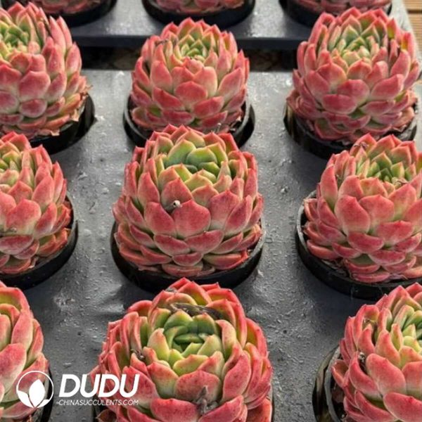 Echeveria Dai Yu - Image 2