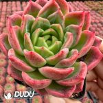 Echeveria Dai Yu - Image 2