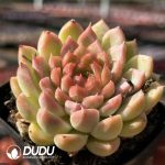 Echeveria Leopard - Image 2