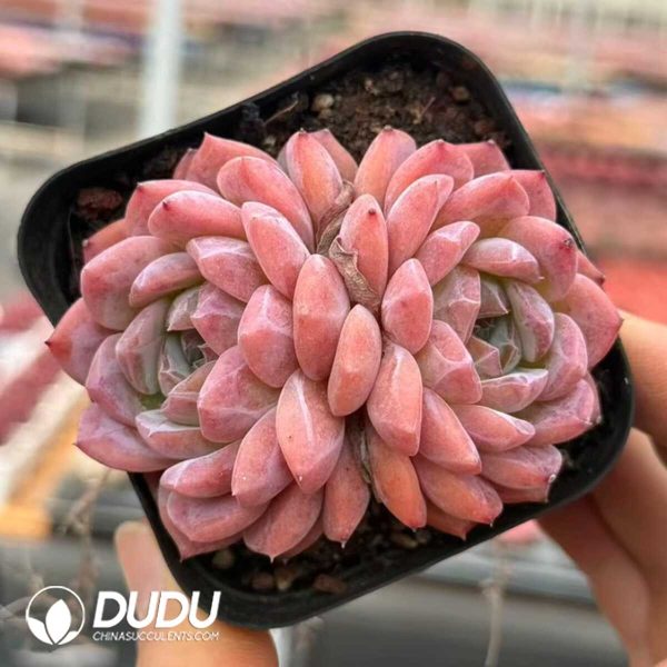 Echeveria Rainbow 2 Heads+ - Image 2