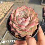 Echeveria Virgo - Image 2