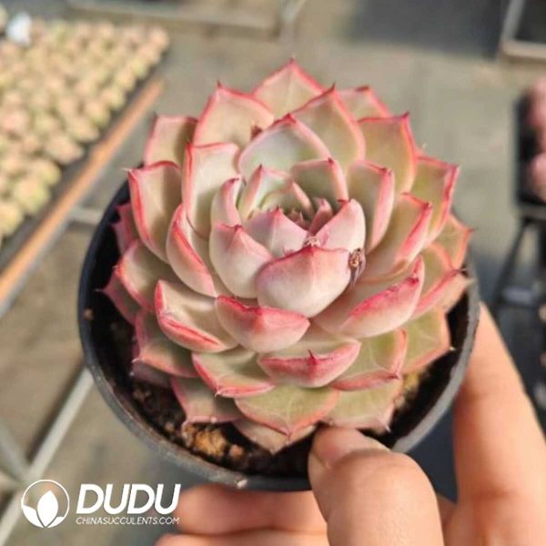 Echeveria Virgo - Image 2