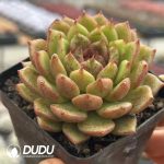 Echeveria Green Baby - Image 2