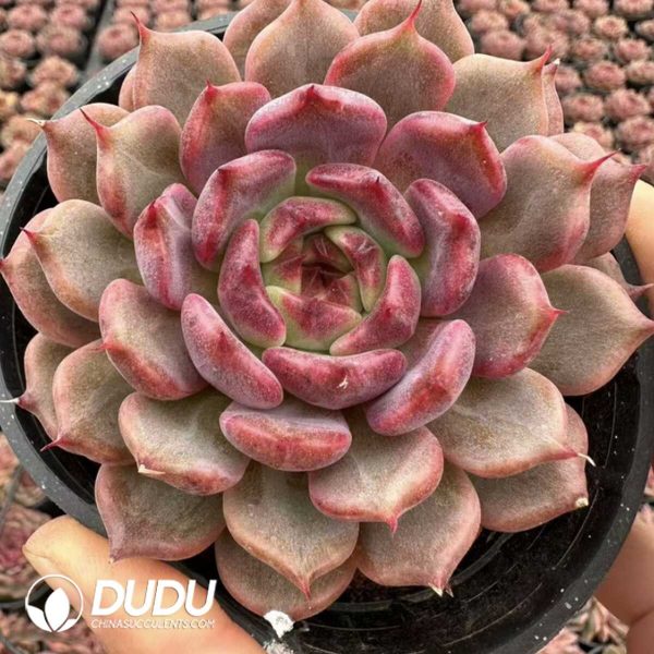 Echeveria Xuan Shadow - Image 2