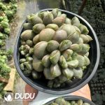 Echeveria Grape Clustering - Image 2