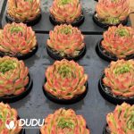 Echeveria Fire Rose - Image 2