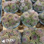 Echeveria Blueberry Big Clustering - Image 2