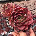 Echeveria Starfield Single-headed with Buds - Image 2