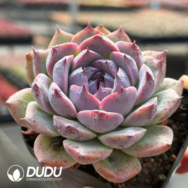Echeveria Black Night - Image 2