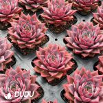 Echeveria Painted Frills - Image 2