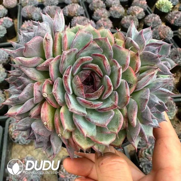 Echeveria Blueenchantress 3 heads+ - Image 2