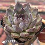 Echeveria Ziyi - Image 2