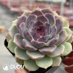 Echeveria Caocao - Image 2