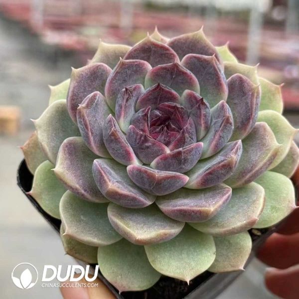 Echeveria Caocao - Image 2