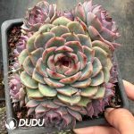Echeveria Xuanyun Clustering - Image 2