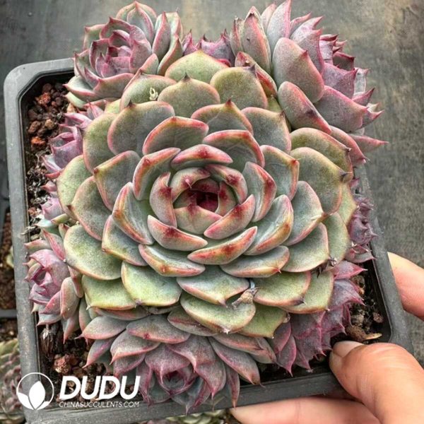Echeveria Xuanyun Clustering - Image 2
