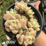 Echeveria Senbon Sakura Clustering - Image 2