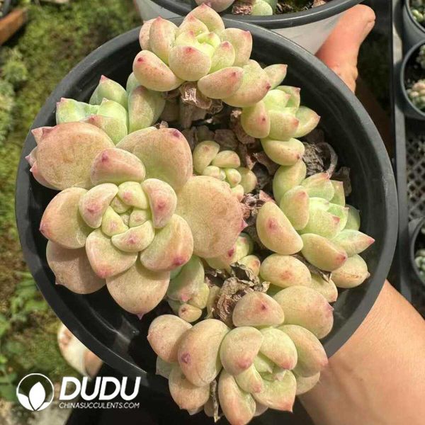 Echeveria Senbon Sakura Clustering - Image 2