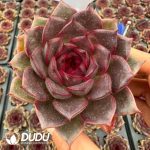 Echeveria Crown - Image 2