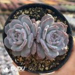 Echeveria Xian Zi - Image 2