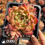 Echeveria Golden Snake Prince - Image 2