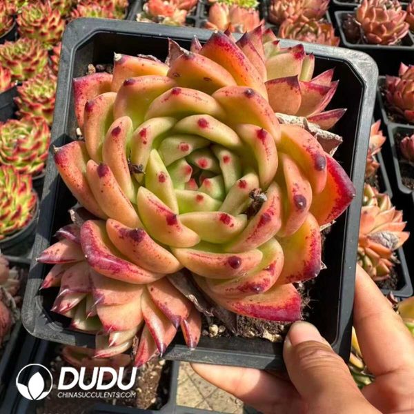 Echeveria Golden Snake Prince - Image 2