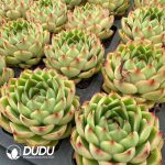 Echeveria Yo yo - Image 2